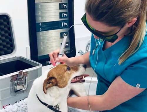 Laser Therapy at Copthorne Vets