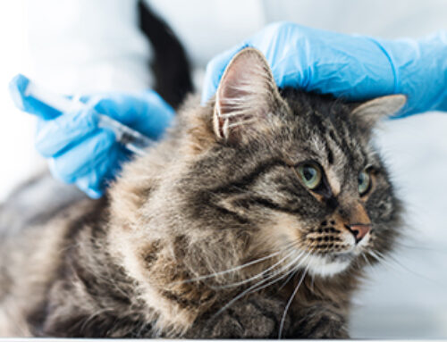 Fact sheet: Cat Vaccinations