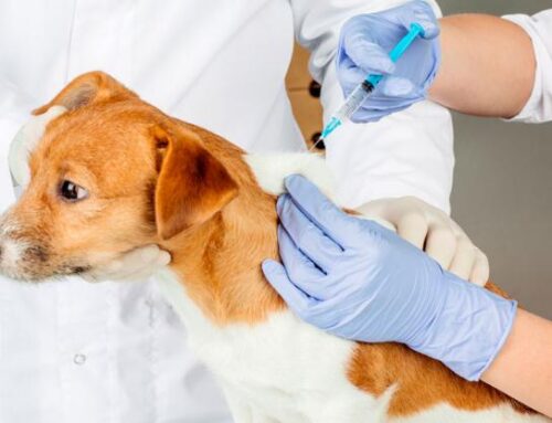 Fact sheet: Dog Vaccinations