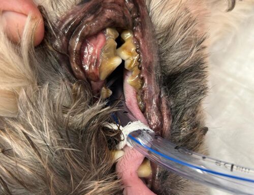 February is Pet Dental Month!