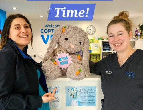 Easter Competition raises funds for Shrewsbury Rabbit Rescue