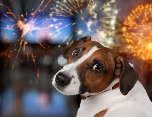 Helping your Pet to cope with Fireworks