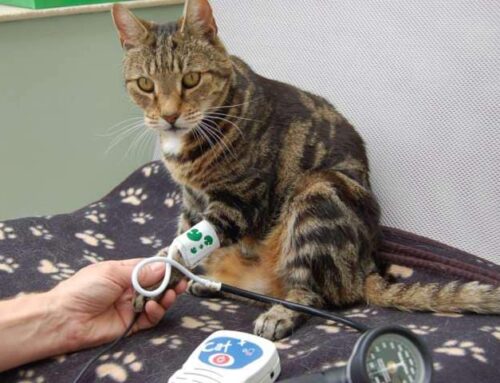 Caring for Senior Pets: The Importance of Senior Pet Health Clinics