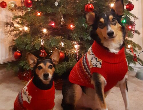 Keeping Pets Safe During the Festive Season: Christmas Pet Safety Tips