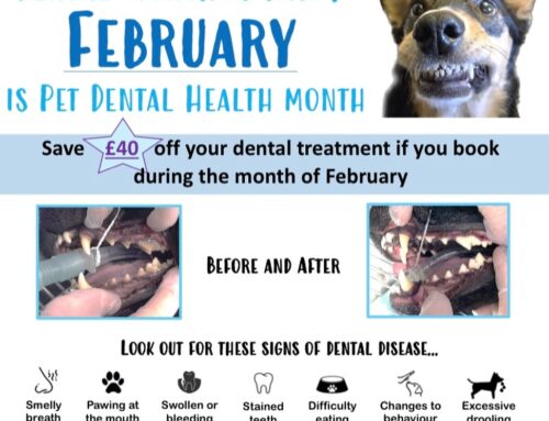 Save £40 off your pets dental during February!