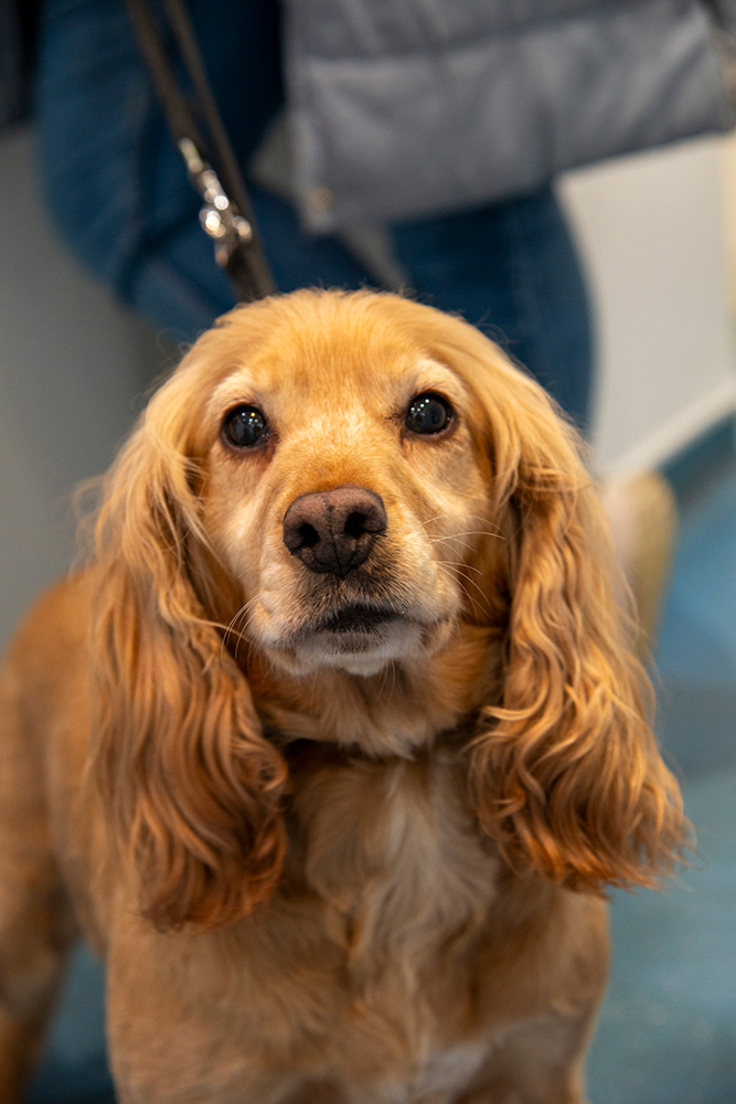 Understanding Lumps on Your Pets: What You Need to Know