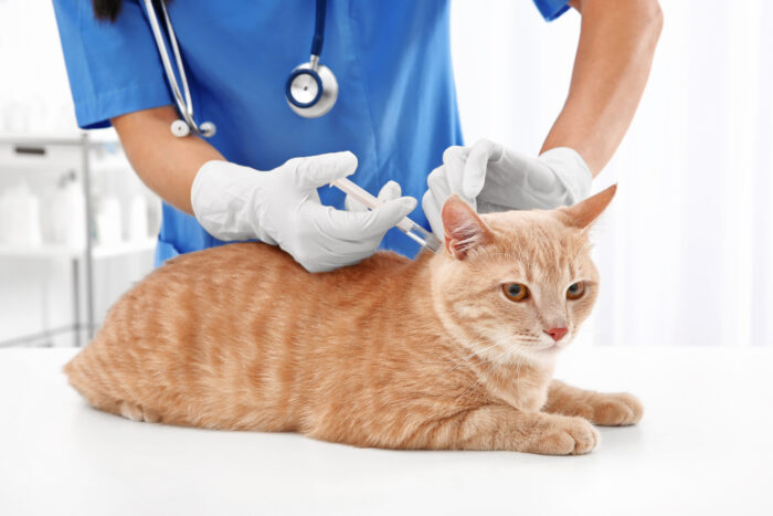 Fact sheet: Cat Vaccinations