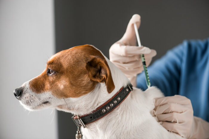 Fact sheet: Dog Vaccinations