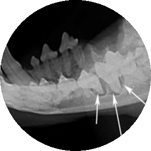 canine-dental-xray-1024x680 (1) canine-dental-xray-1024x680 (1)