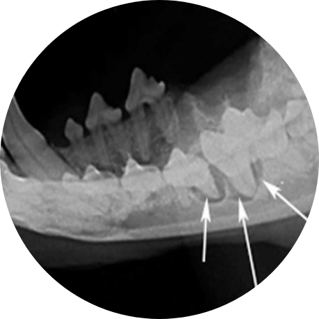 canine-dental-xray-1024x680 (1)