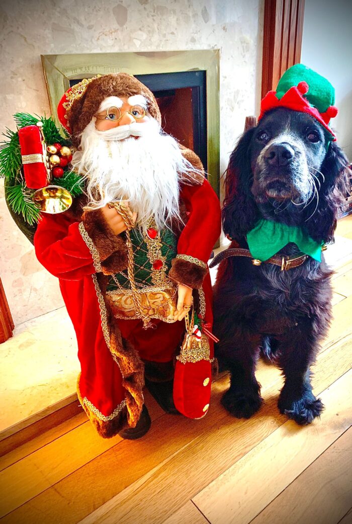 Keeping Pets Safe During the Festive Season: Christmas Pet Safety Tips