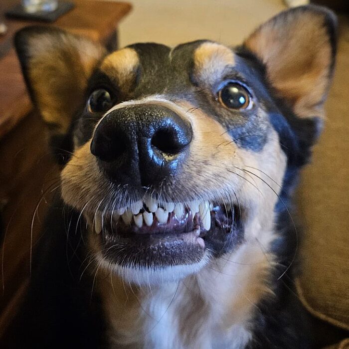 Save £40 off your pets dental during February!