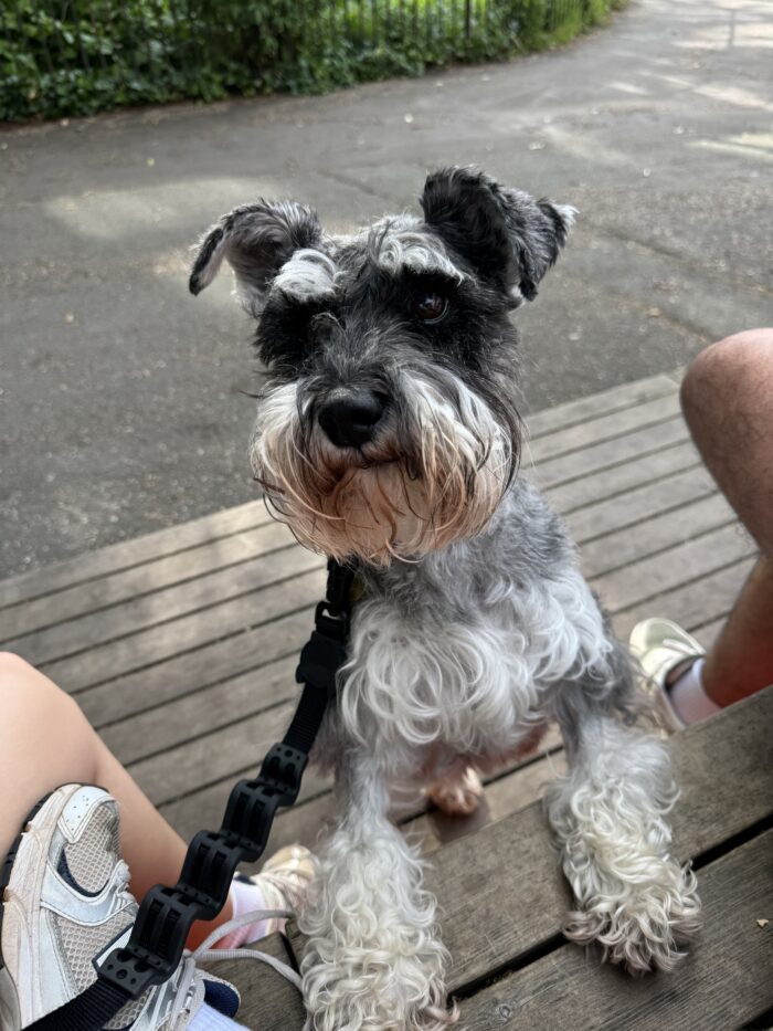 Bringing Advanced Orthopaedic Care to Copthorne Vets